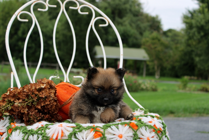 puppy, for, sale, Pomeranian, Matthew B. Stoltzfus, dog, breeder, Gap, PA, dog-breeder, puppy-for-sale, forsale, nearby, find, puppyfind, locator, puppylocator, aca